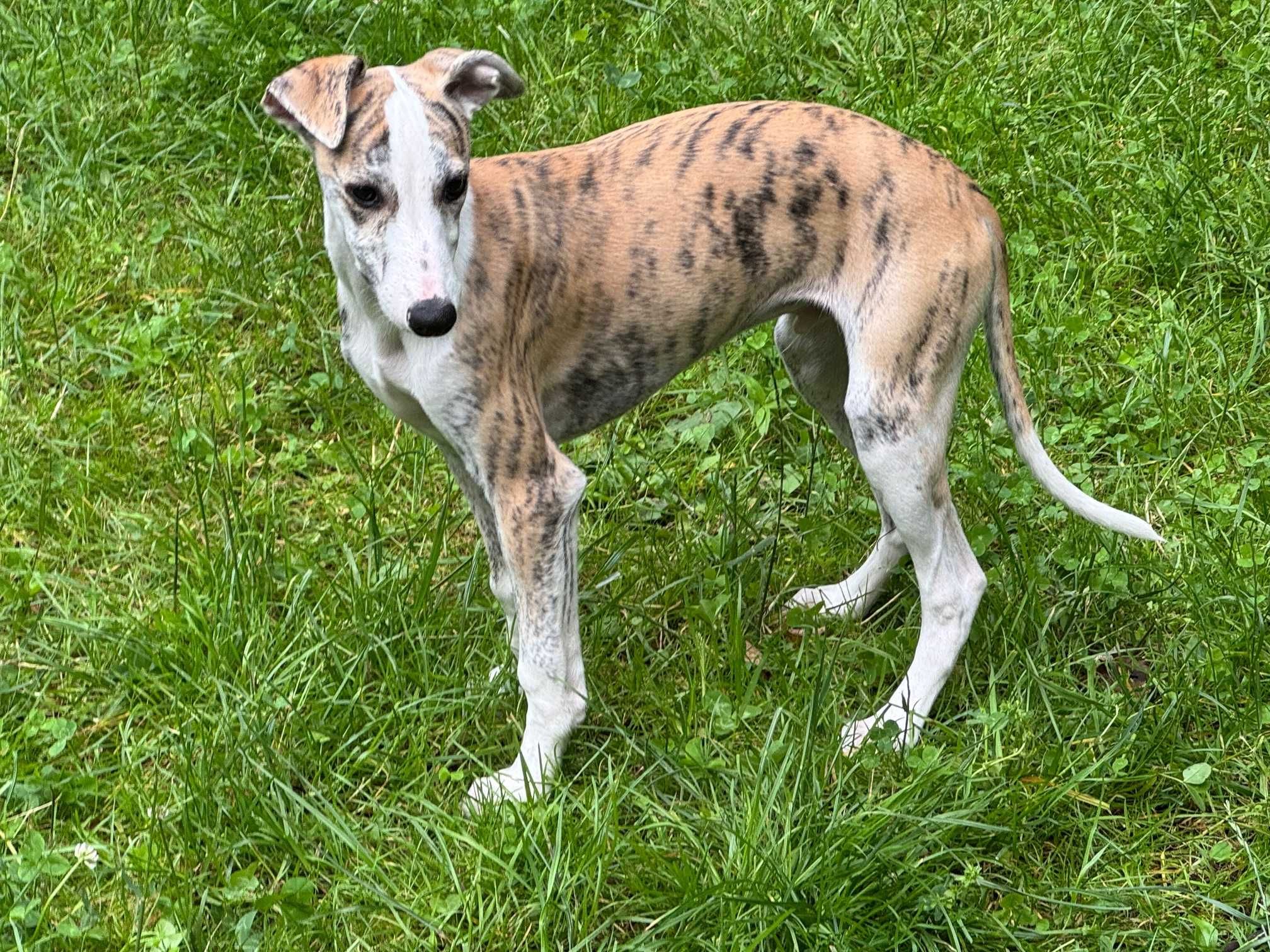 Szczeniaczki whippet chart angielski