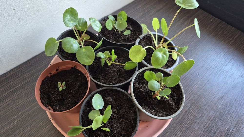 Pilea, pieniążki, sadzonki