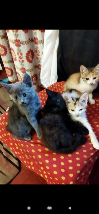 Котята в добрые руки