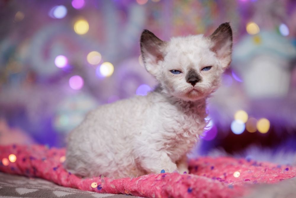 Devon Rex* Kotka niebieskooka* Be Iconic - owieczka