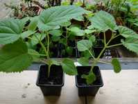 Paulownia sadzonki x2szt. Cesarskie drzewko + gratis! Super Pigwa