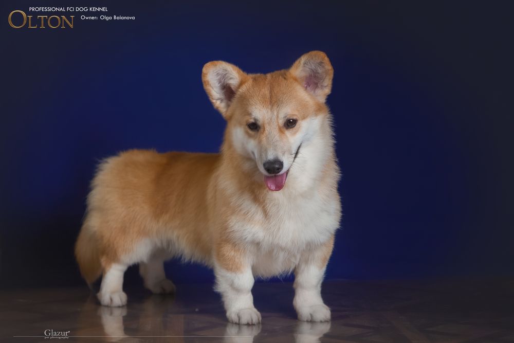 В улюбленці Welsh corgi pembroke