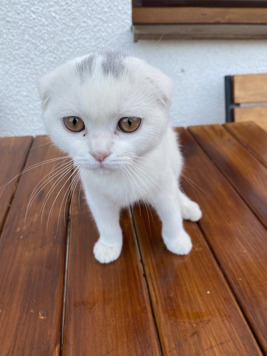 Продам шотландська весловуха кицяку весловуху кицю,