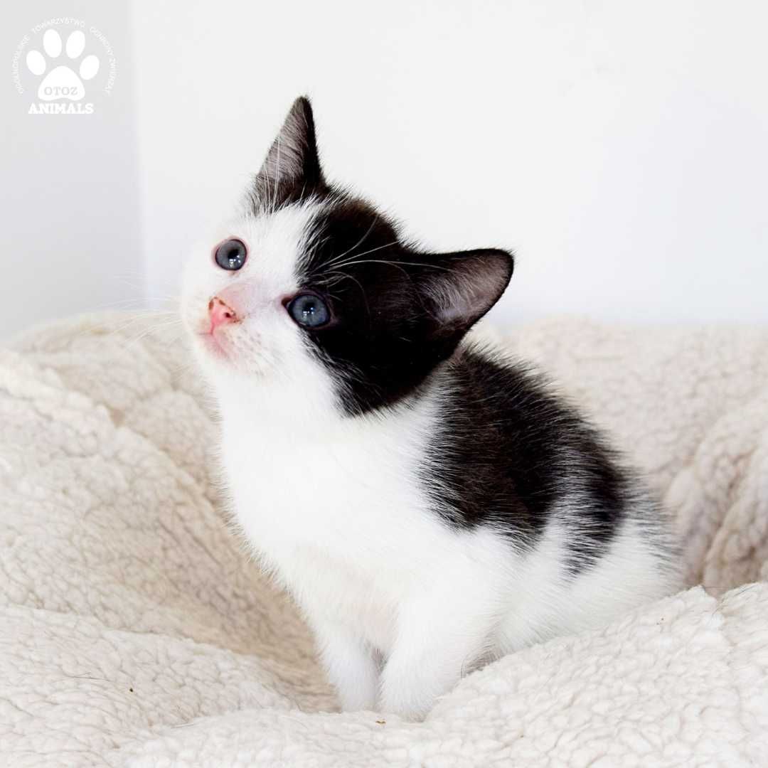 Małe koty do adopcji, Fado, Figaro i ich mama Frida szukają domów!