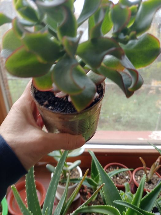 Красула "Голубий птах" грошове дерево