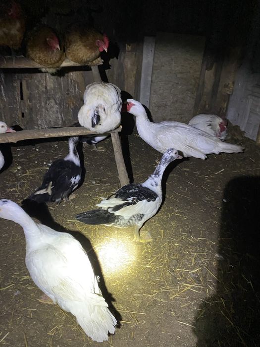 Kaczki kaczory francuskie