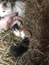2 koty i 2 kotki REZERWACJA ( 1 kot bialo-rudy)