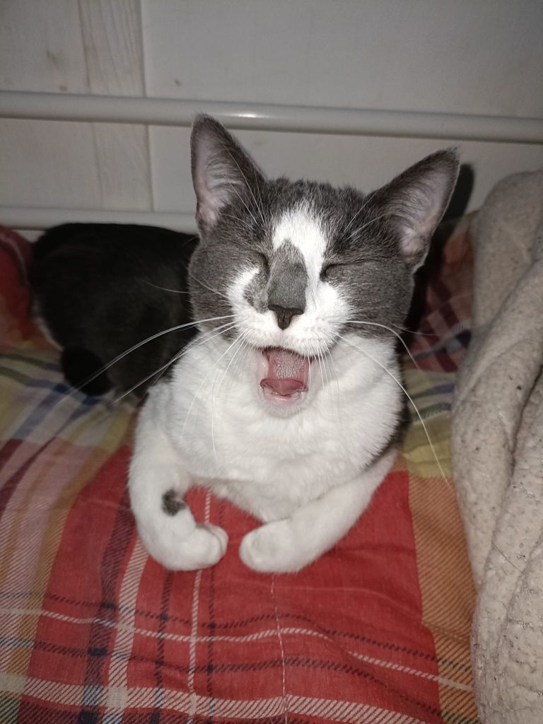 Gata para adotar