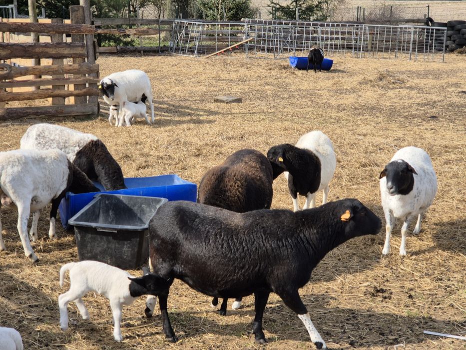 Owce Dorper 50% Baran Dorper 100% z Czech z rodowodem GRATIS!