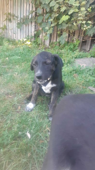 Цуценята в добрі руки