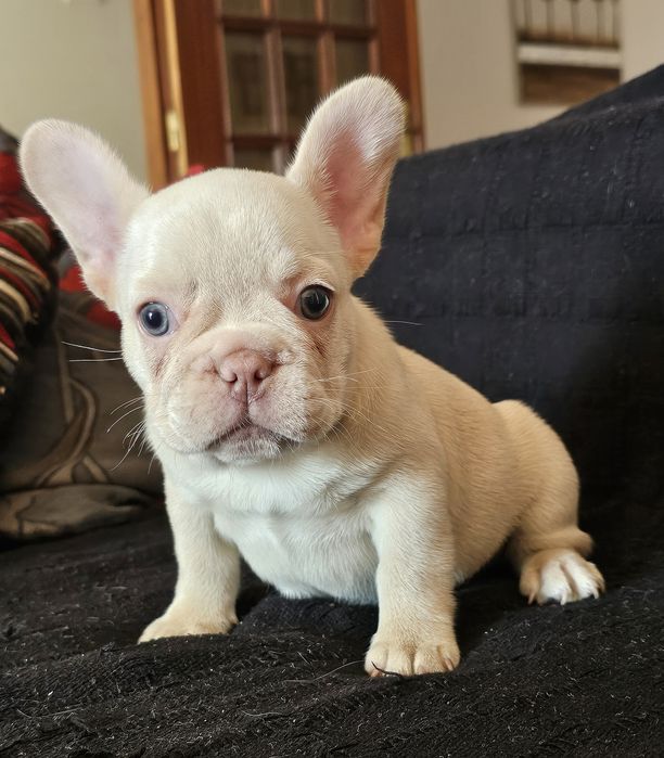 Bulldog Francês fêmea