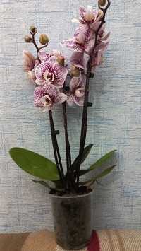 Шикарные   орхидеи