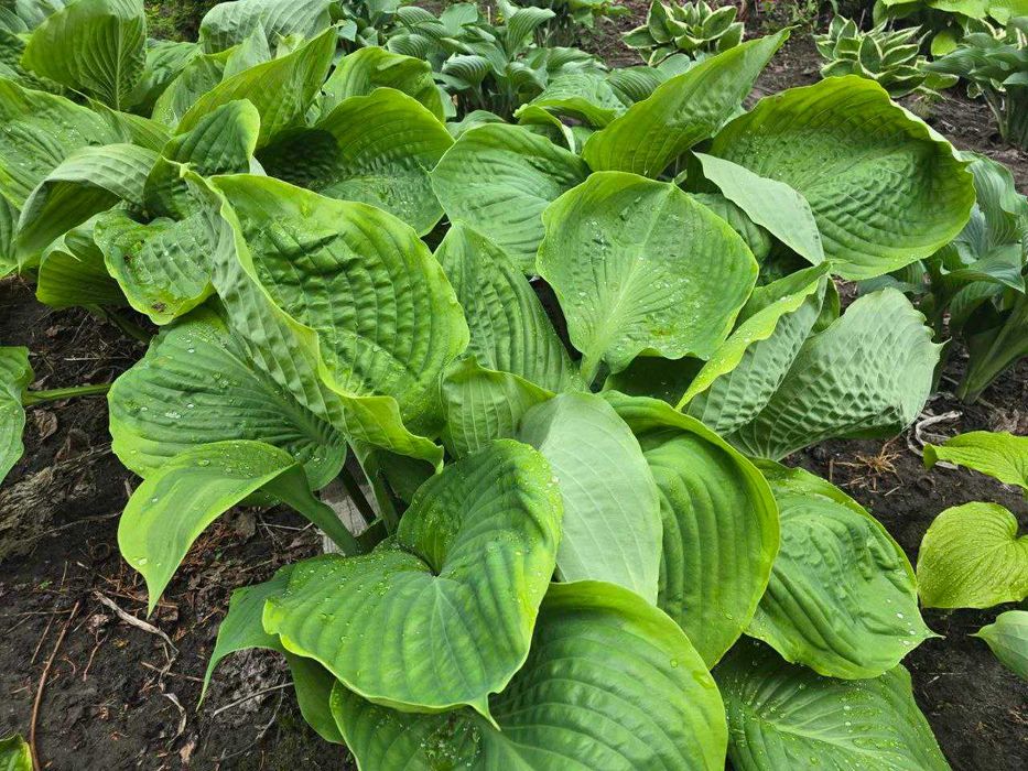 Хоста великого розміру