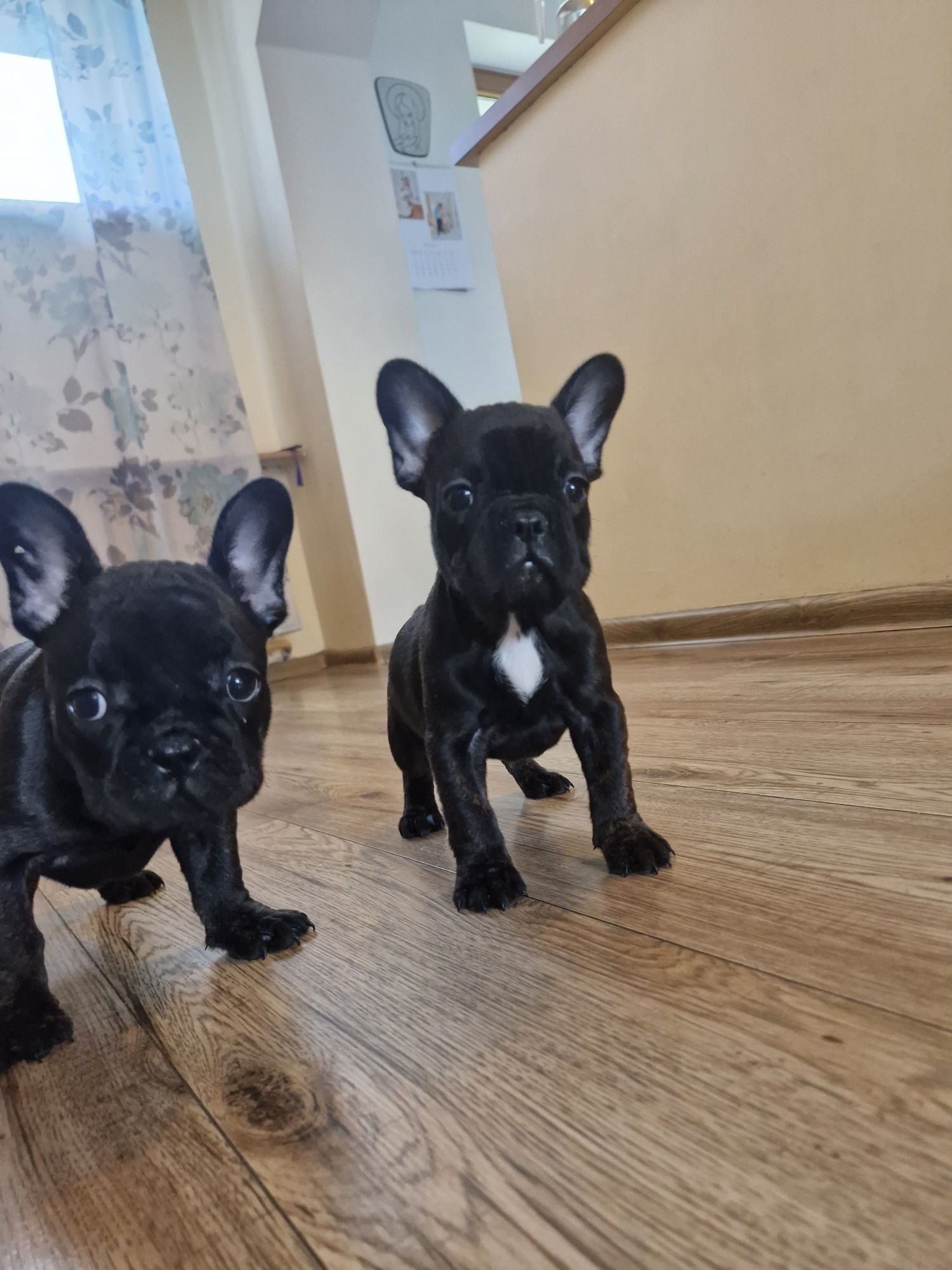 Buldog francuski