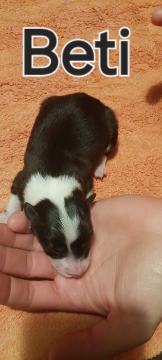 Szczeniaki Border Collie ZKwP FCI