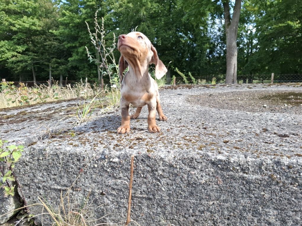 jamnik miniaturowy piesek choco merlle