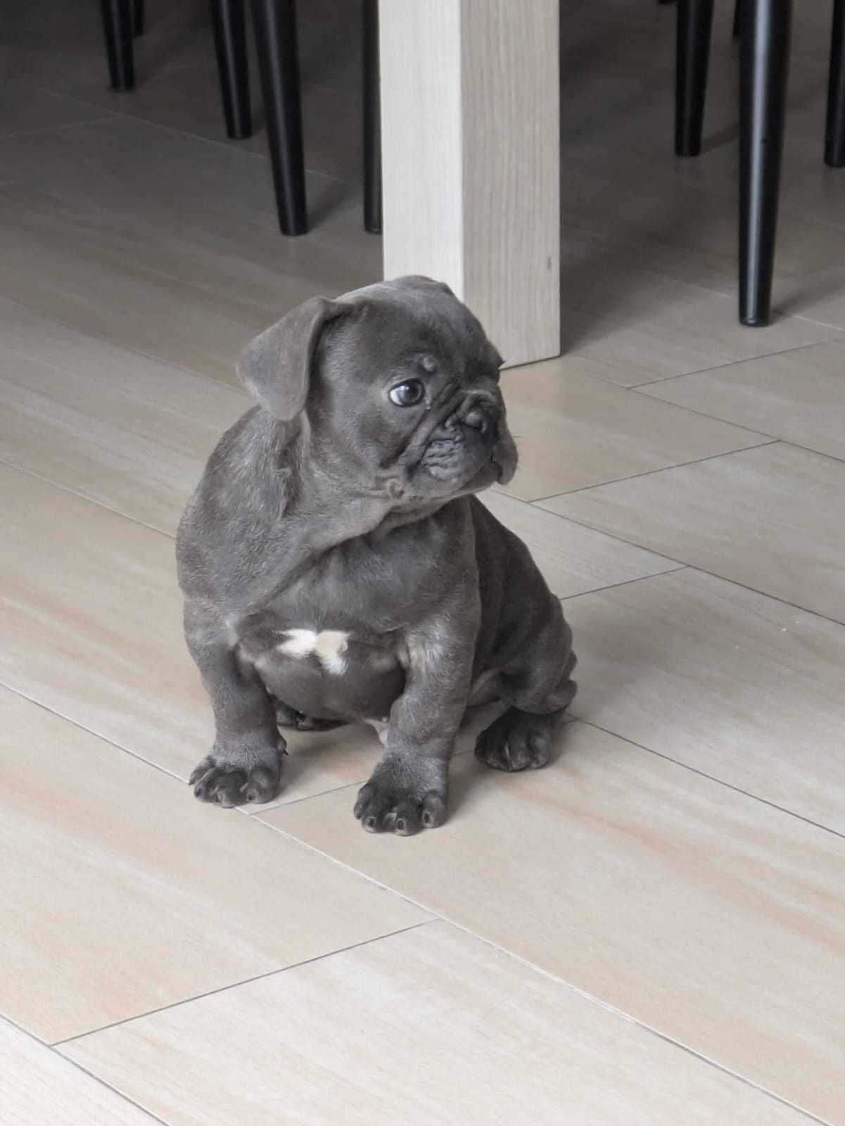 Buldog Francuski niebieski piesek