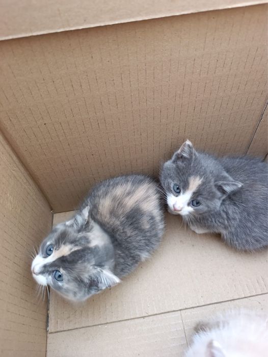 Кошенята шукають дім