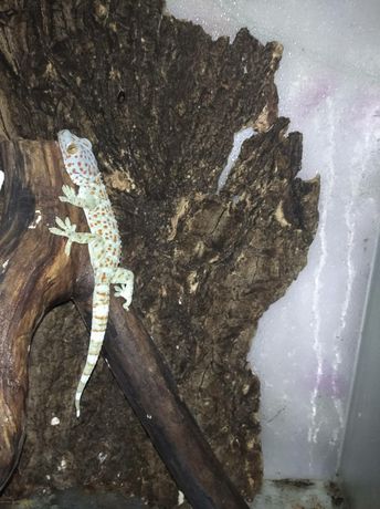 Геккон Токи (Gekko gecko)  3,5-4 месяца