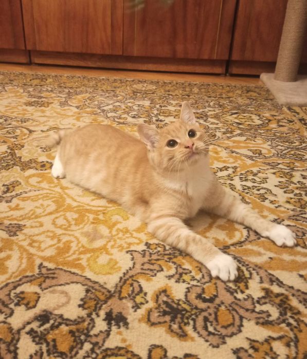 Рыжий котенок в добрые руки