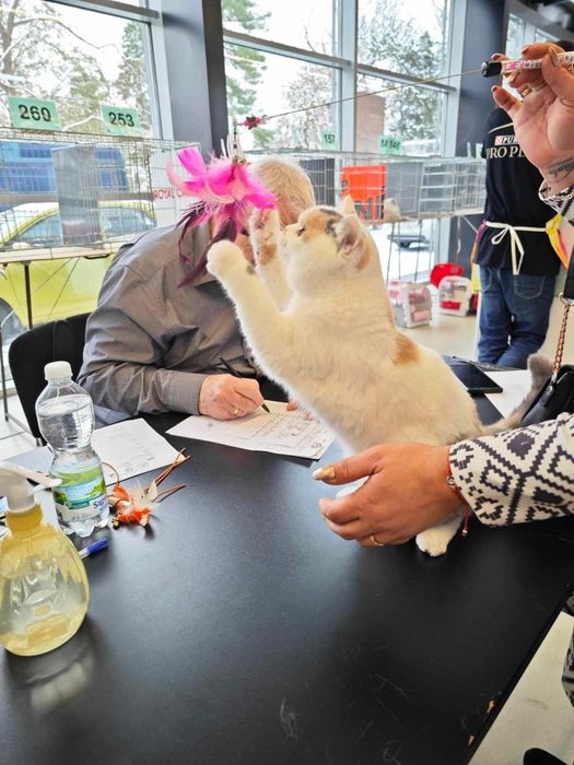 Kotka Pohodowlana Tri Color  z tytułem Champion