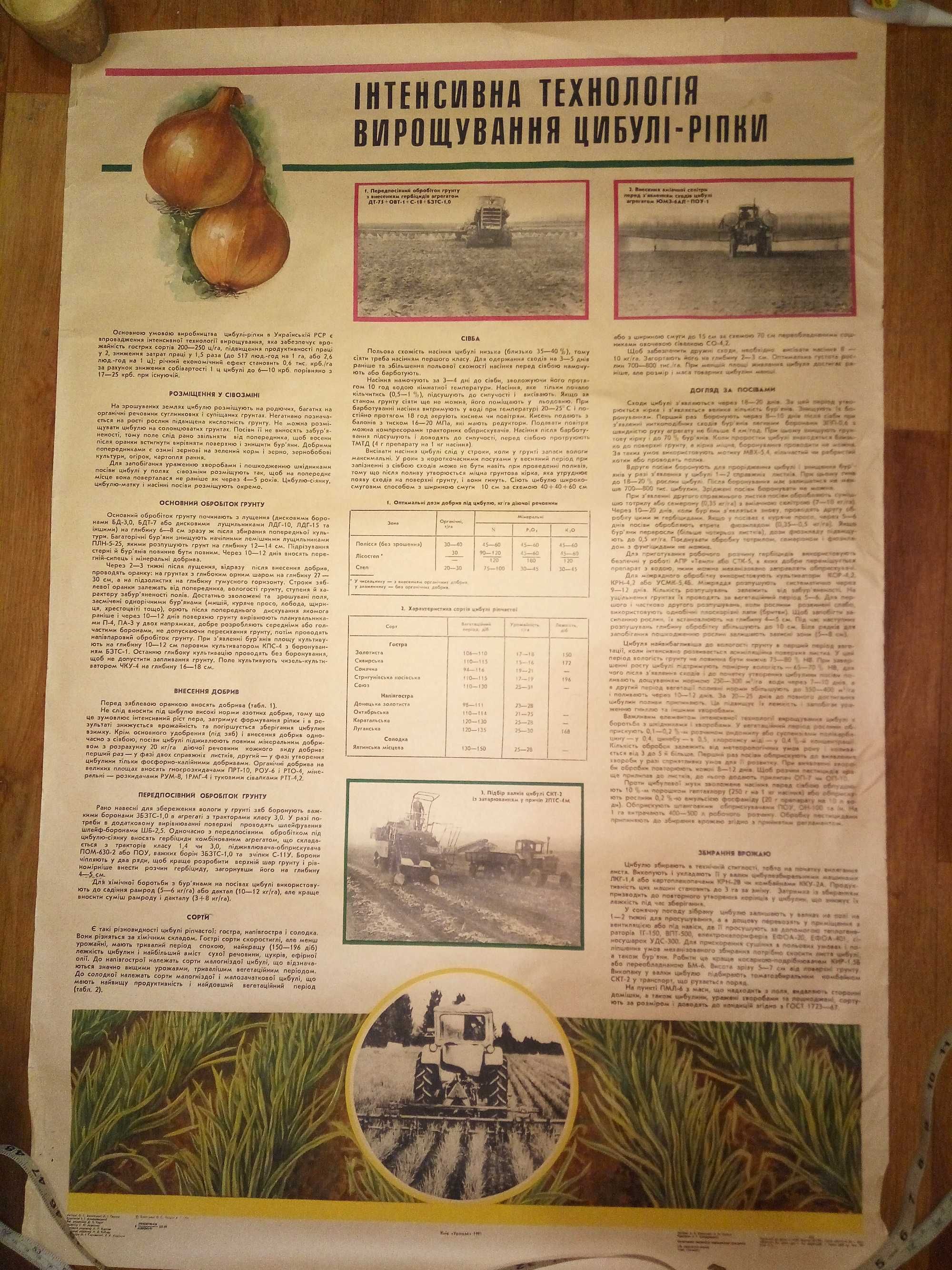 Інтенсивна технологія вирощування цибулі-ріпки Плакат ссср