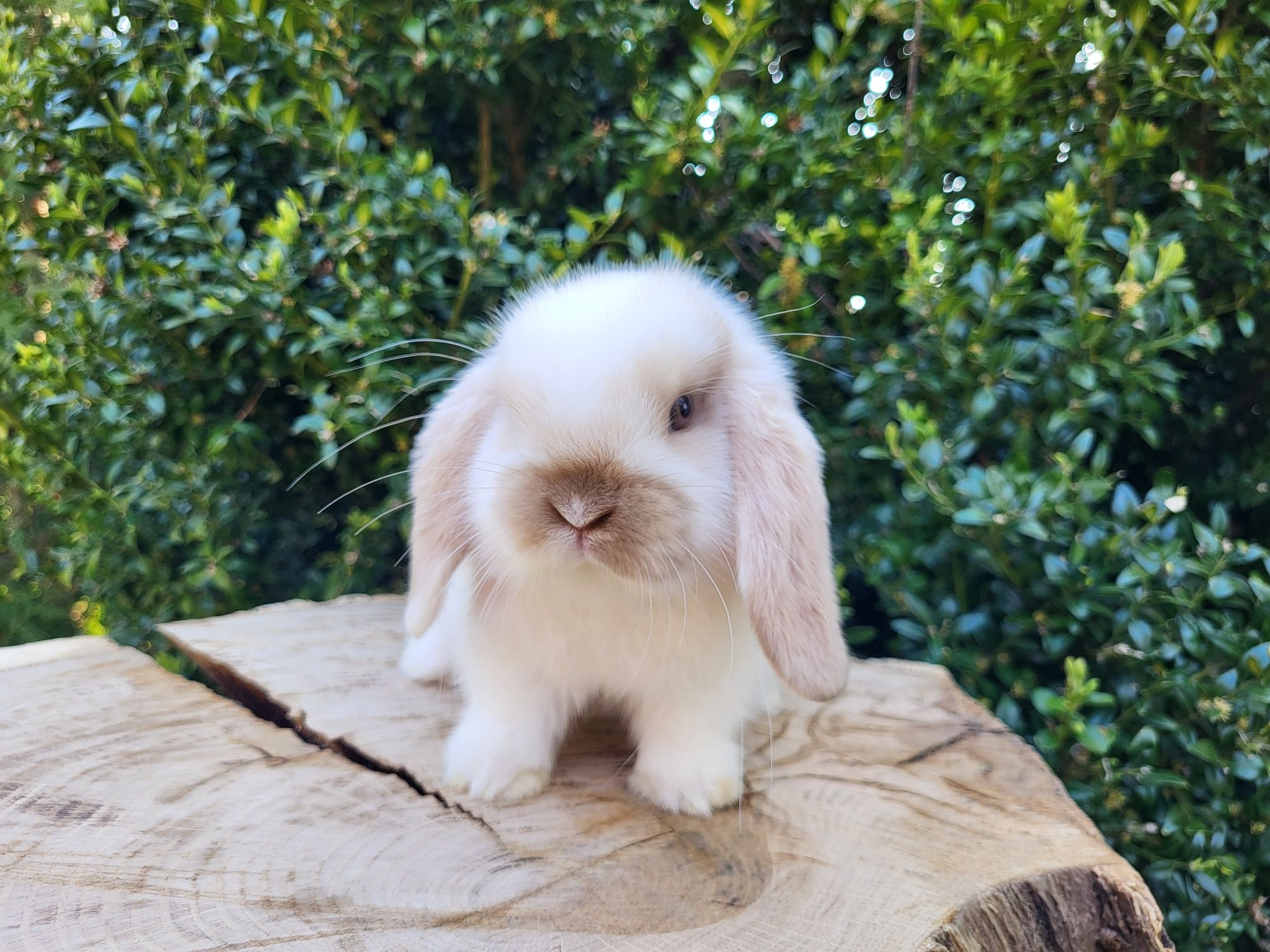 Piękne króliczki Mini Lop (króliczek domowy)