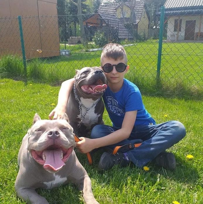 Amstaff Blue chłopiec