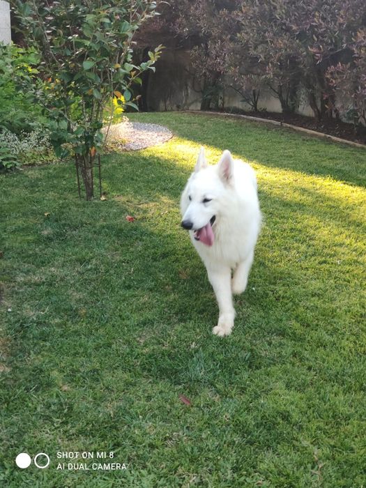 Pastor Branco com lop, afixo descendentes de campeões