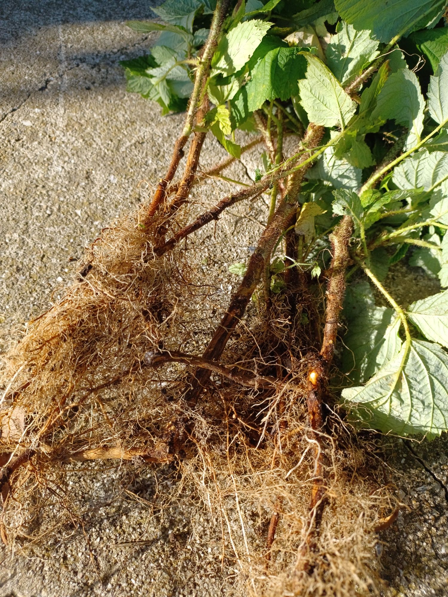 Framboesas em planta