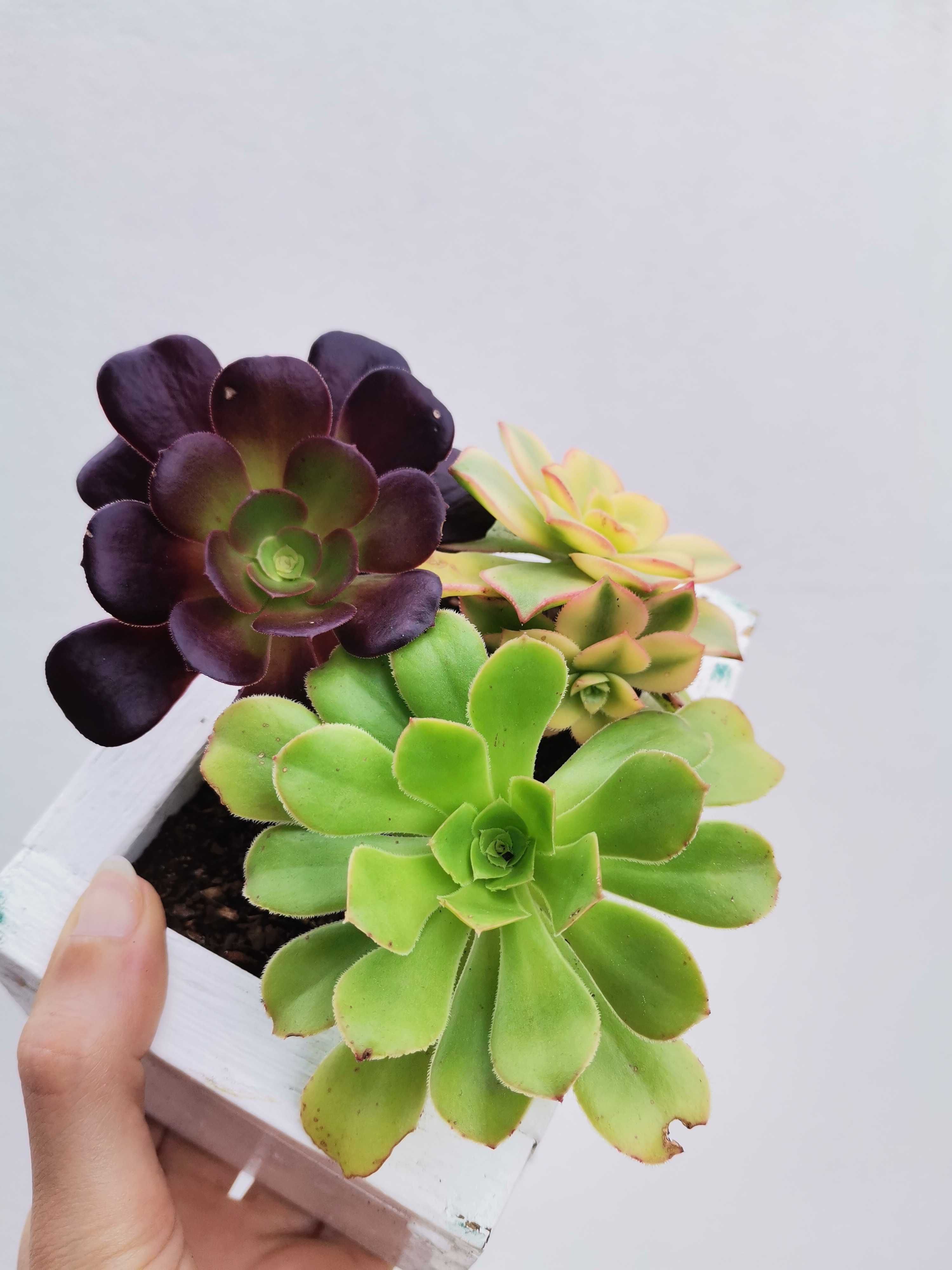 Suculentas e aeonium's