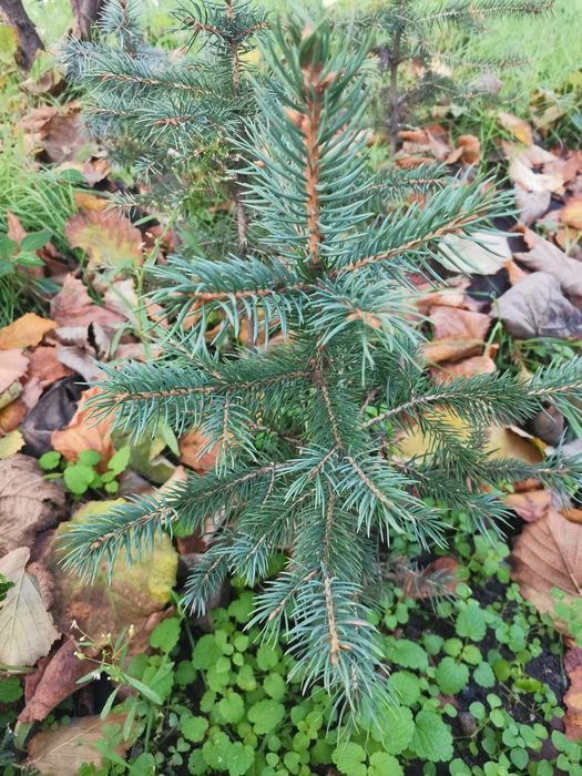 Продам саджанці араукарії, ялицю,ялівці.,туї.