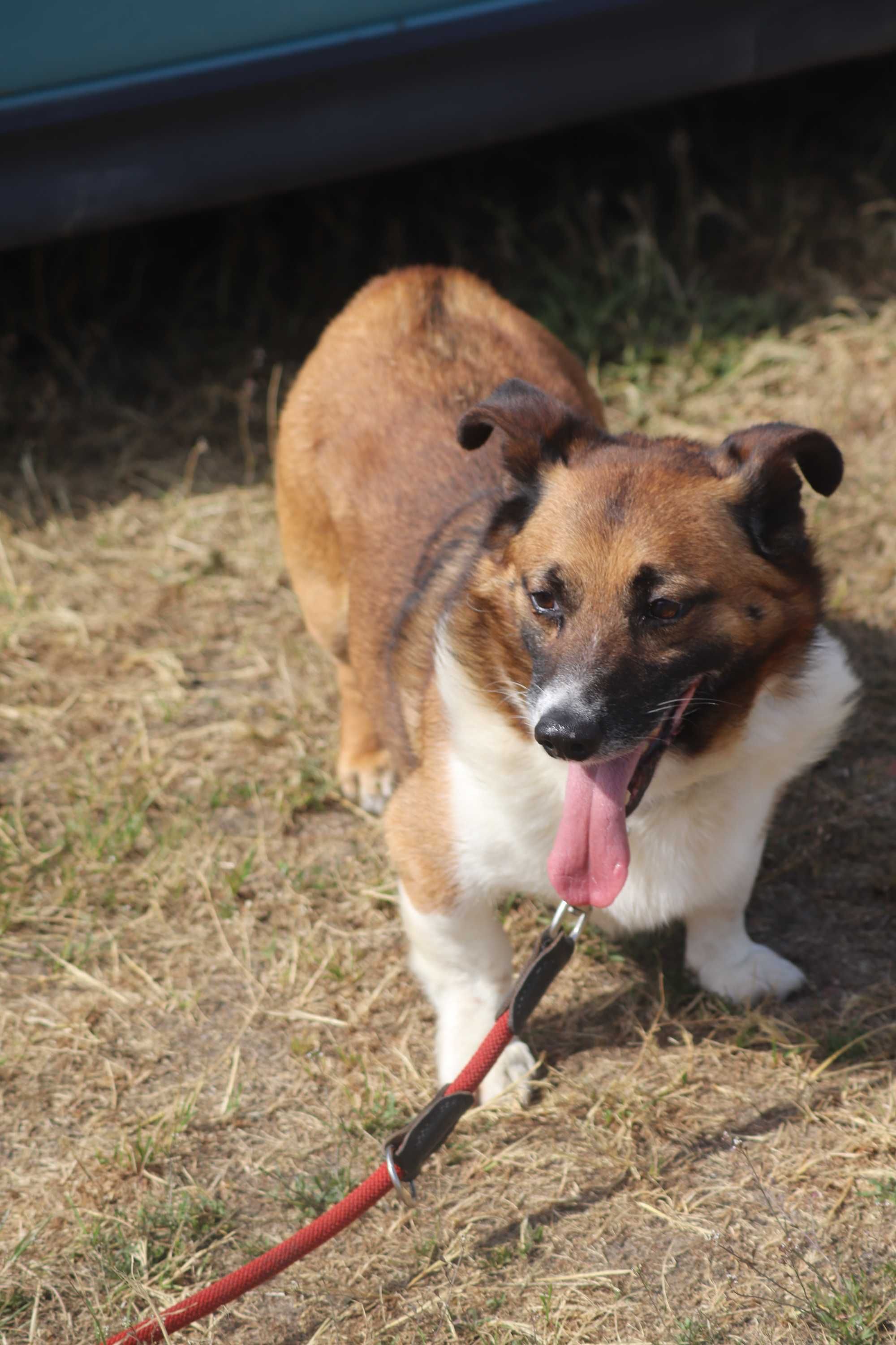 Bolo - delikatny psiak do adopcji - szuka domu