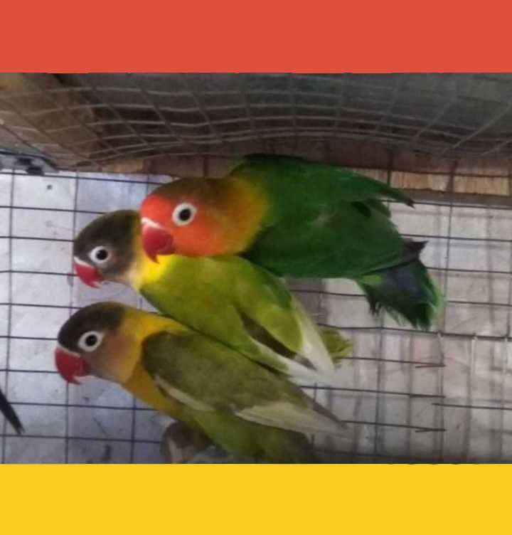 Продам волнистых попугаев разных цветов,неразлучников.