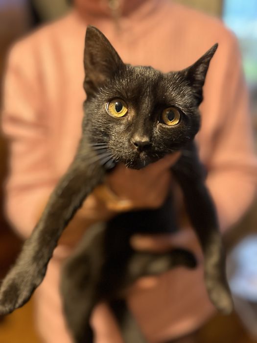 Oddam kotka w dobre rece :)