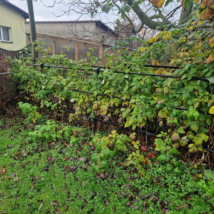 Maliny Gigant sadzonki