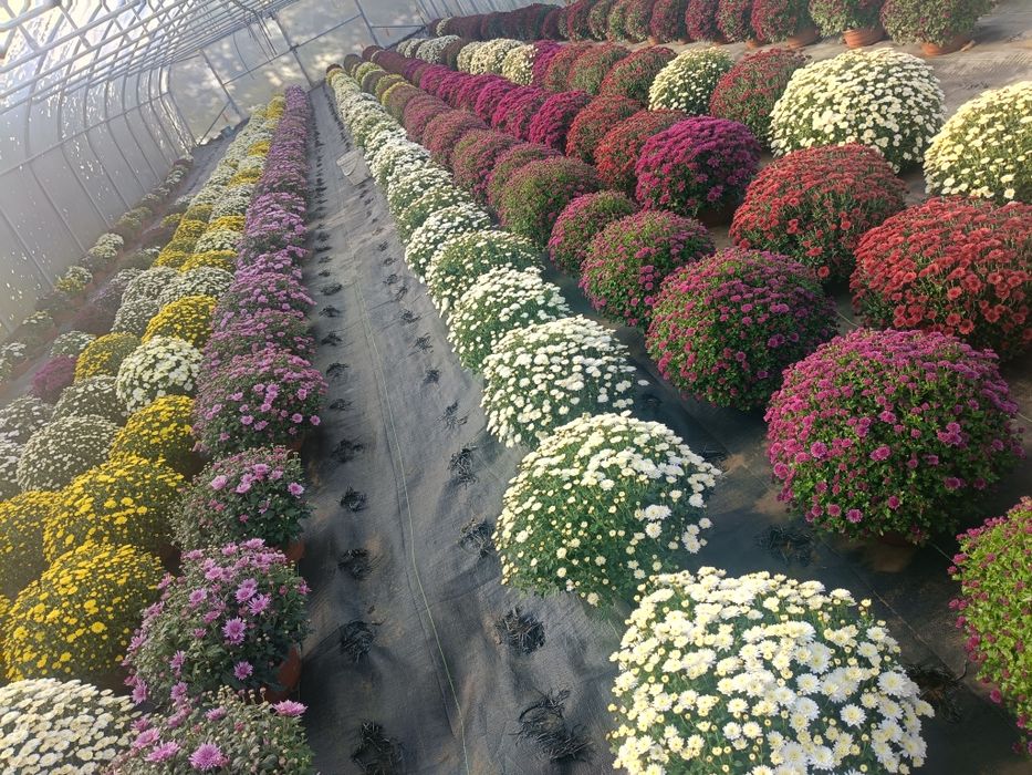 Chryzantemy drobnokwiatowe