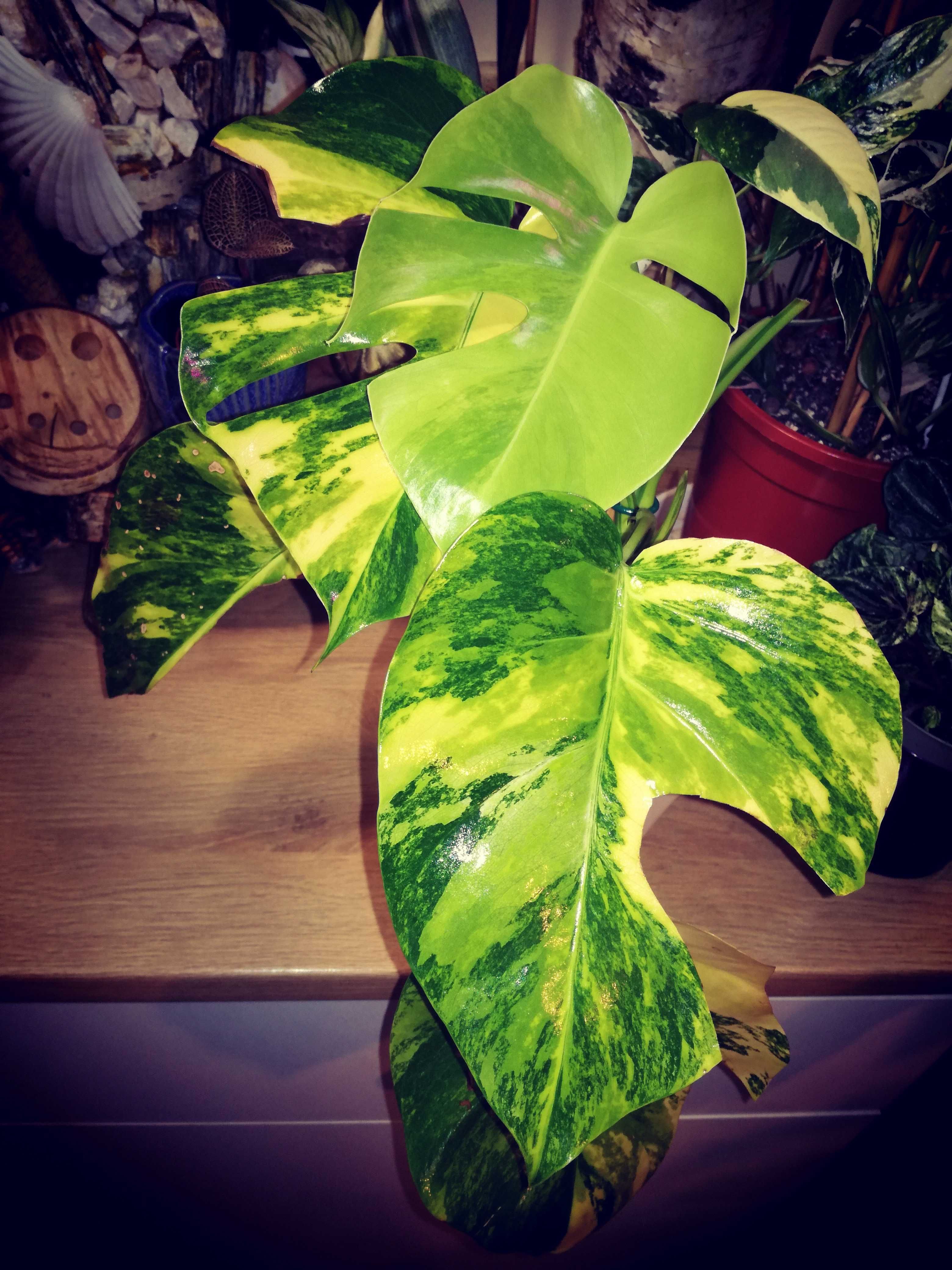 INTERNATIONAL Monstera Marmorata Yellow Marylin Variegata tricolour ph