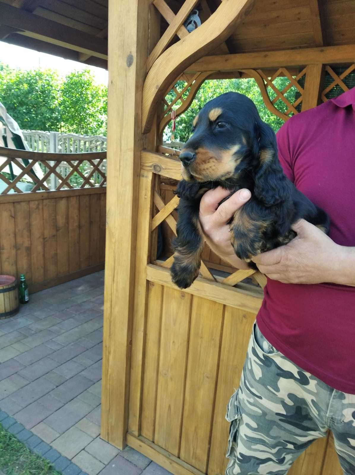 cocker spaniel angielski
