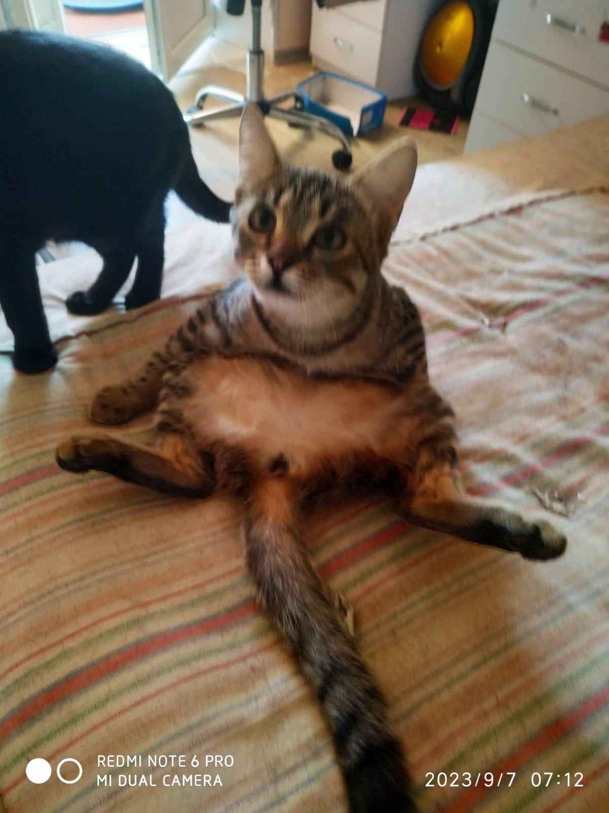 Котята ждут постодянный дом.