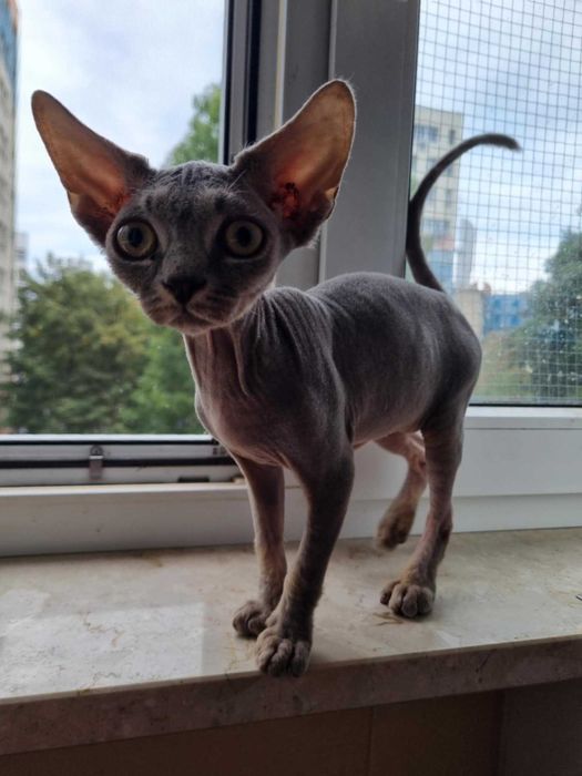 Kocięta koty Devon Rex