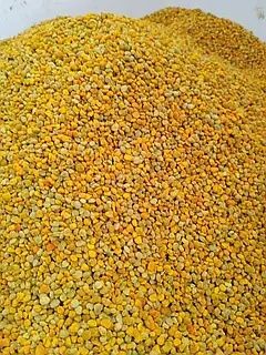 Пилок бджолиний, квітковий  350грн за кг оптова ціна