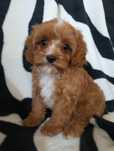 Sprzedam szczeniaczka cavapoo