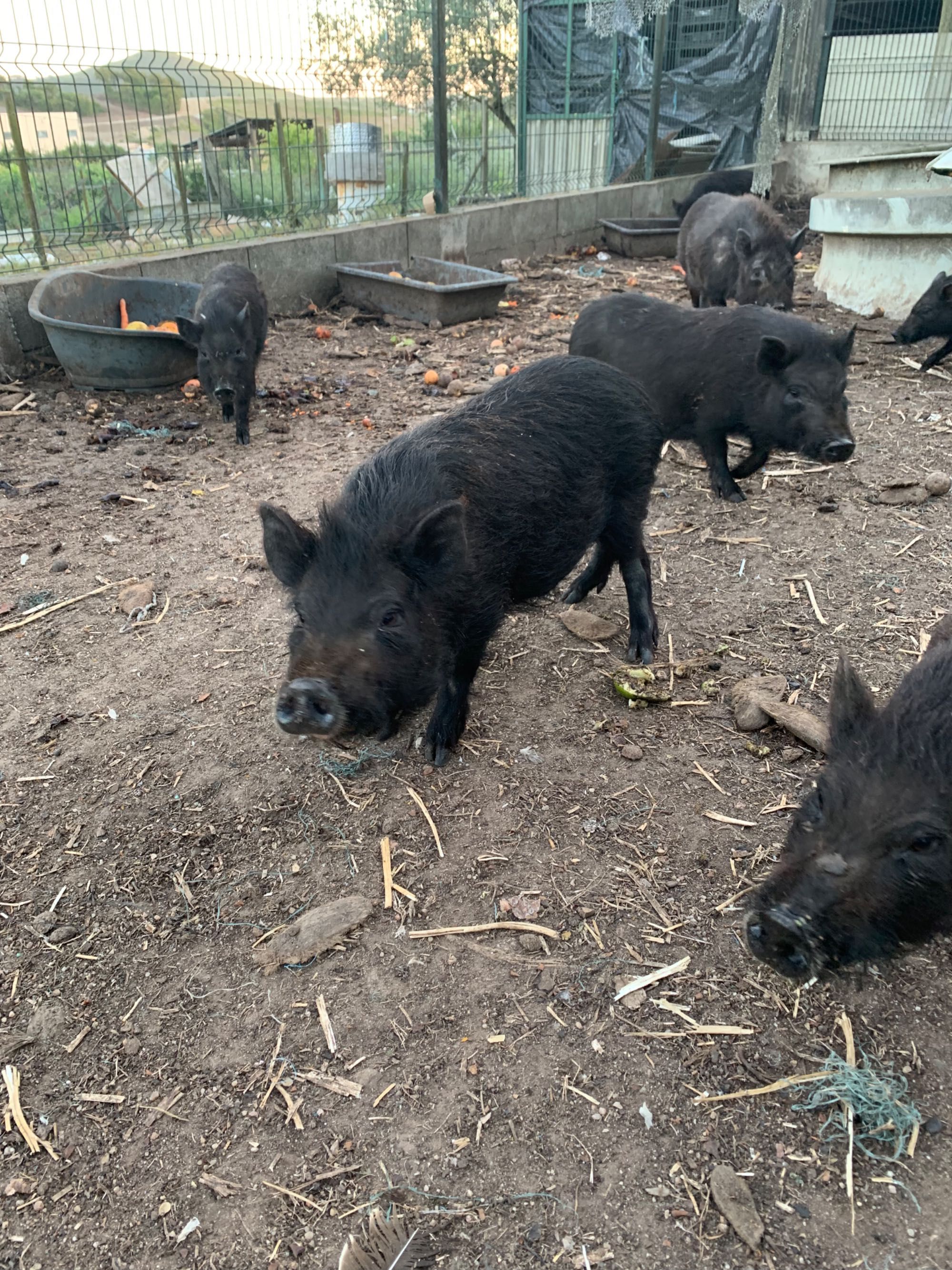 Animais de quinta