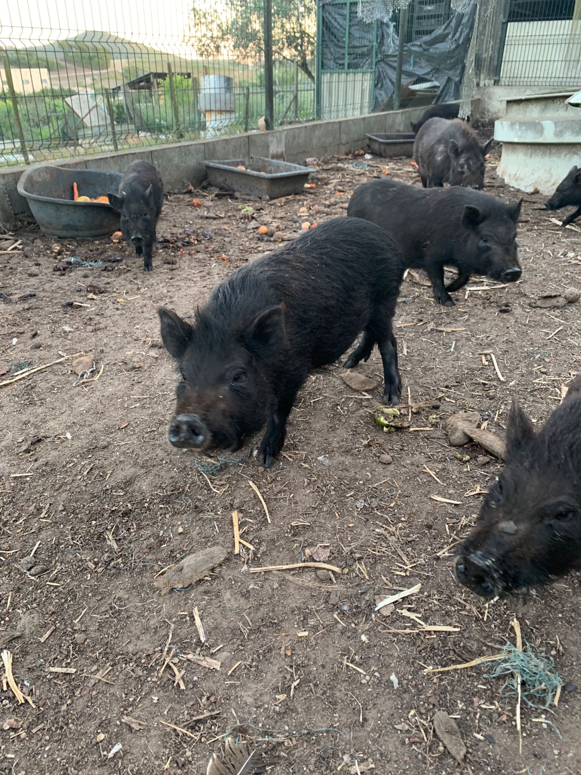 Animais de quinta