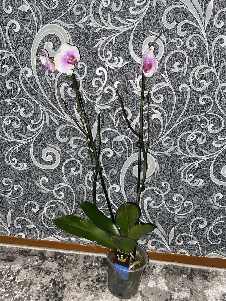 Орхідея Mountion, сортова уцінка орхидея