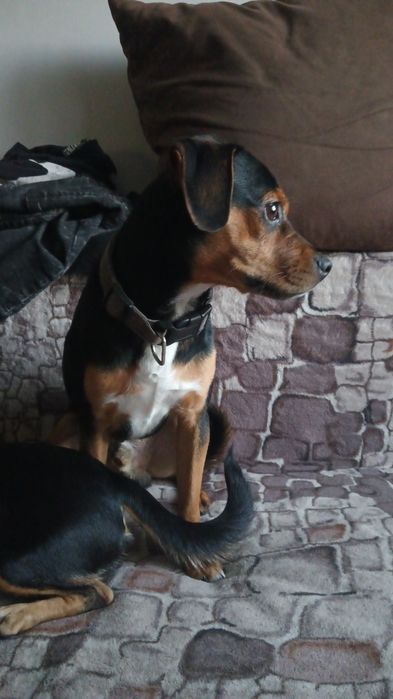 psy sanok mają ponad rok do oddania razem