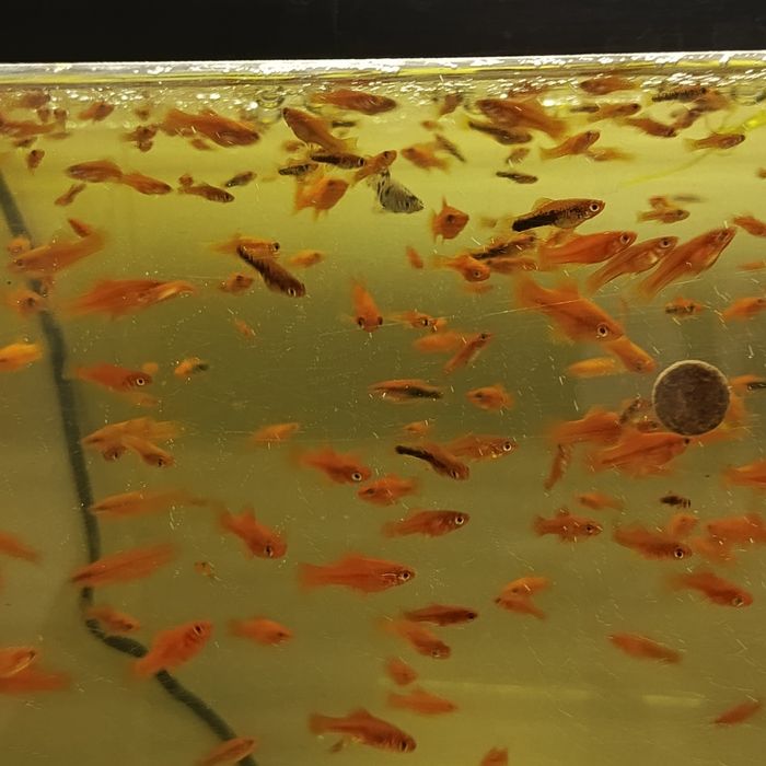 Sprzedam mieczyki młode