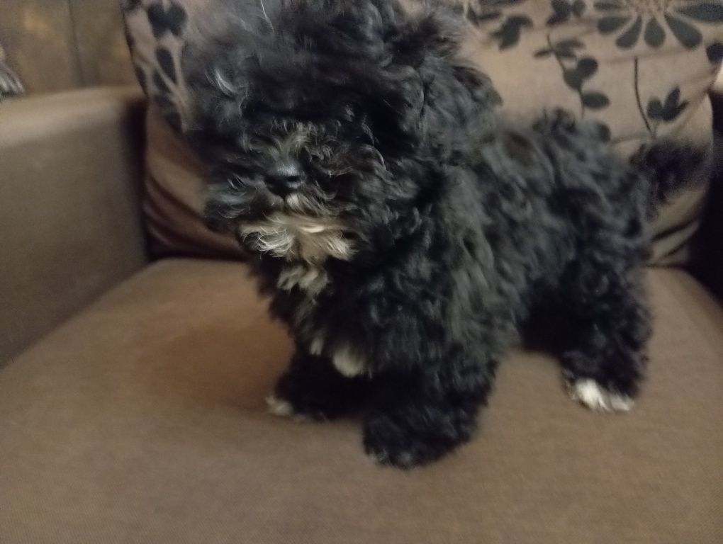Gibson - Russkaya Tssvetnaya Bolonka - gotowy do odbioru
