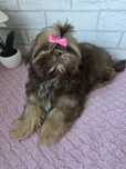 Shih Tzu Suczka czekoladowa